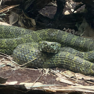 Meet your Posher, Diana